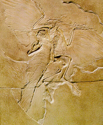 Archaeopteryx_lithographica_1.jpg (45432 bytes)