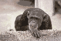 chimp_ss.gif (28666 bytes)
