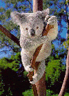koala1i.gif (15019 bytes)
