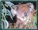 koala2.jpg (6870 bytes)